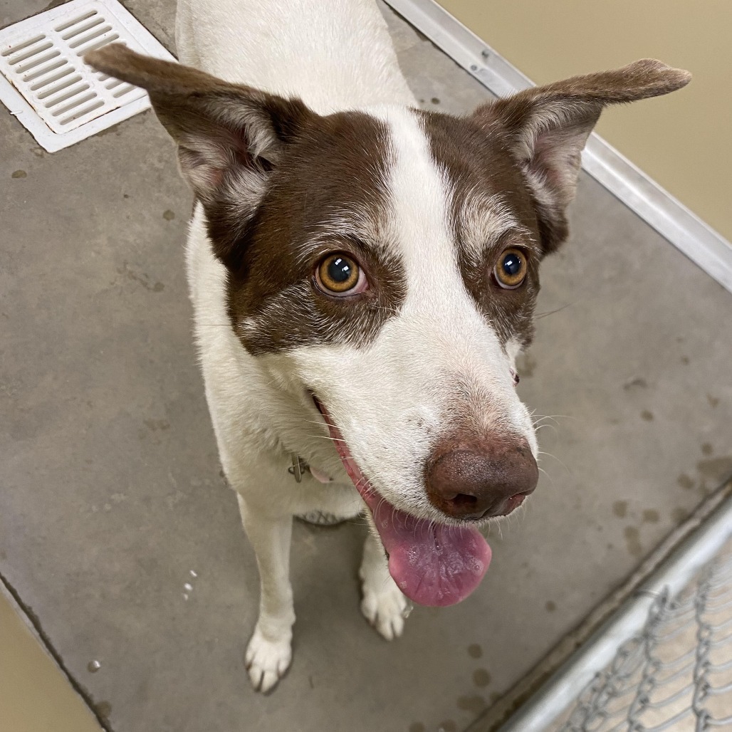 Princess, an adoptable Mixed Breed in Cody, WY, 82414 | Photo Image 2