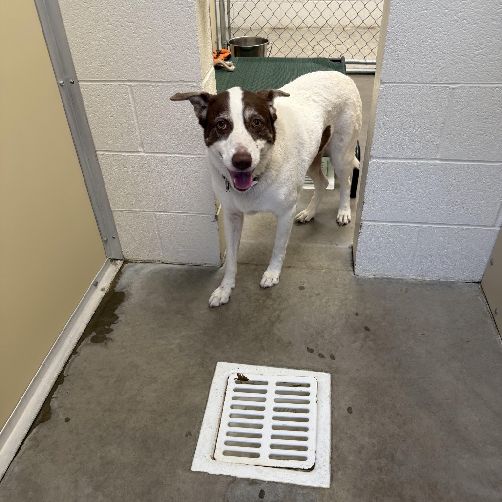 Princess, an adoptable Mixed Breed in Cody, WY, 82414 | Photo Image 3
