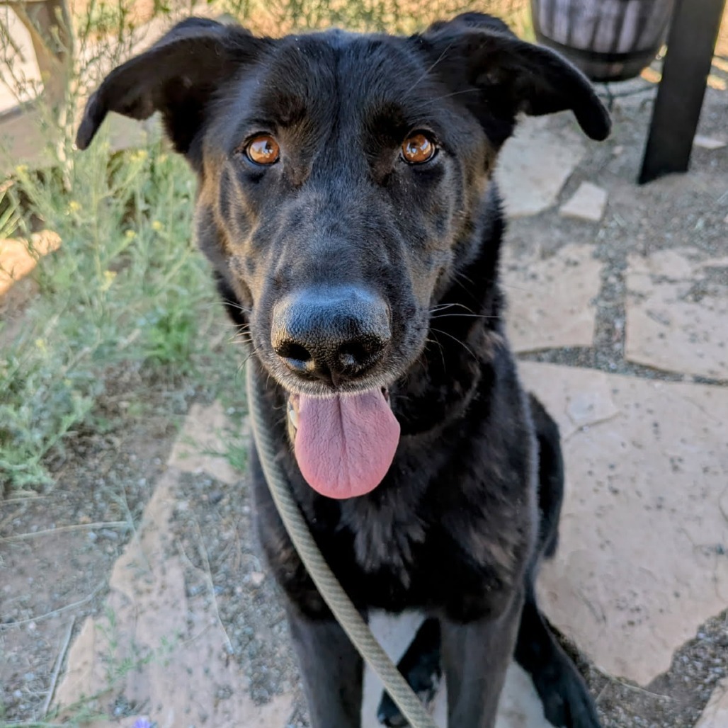 Jersey - Sweet, Energetic Girl!