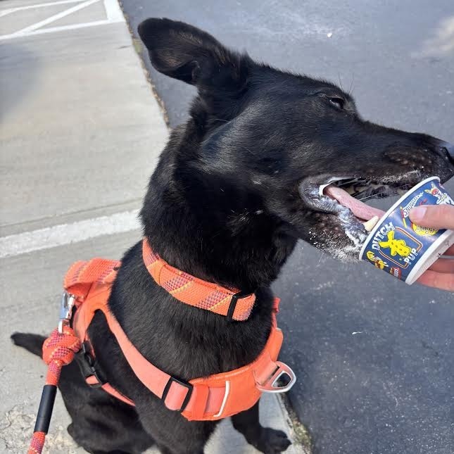 Jersey - Sweet, Energetic Girl!