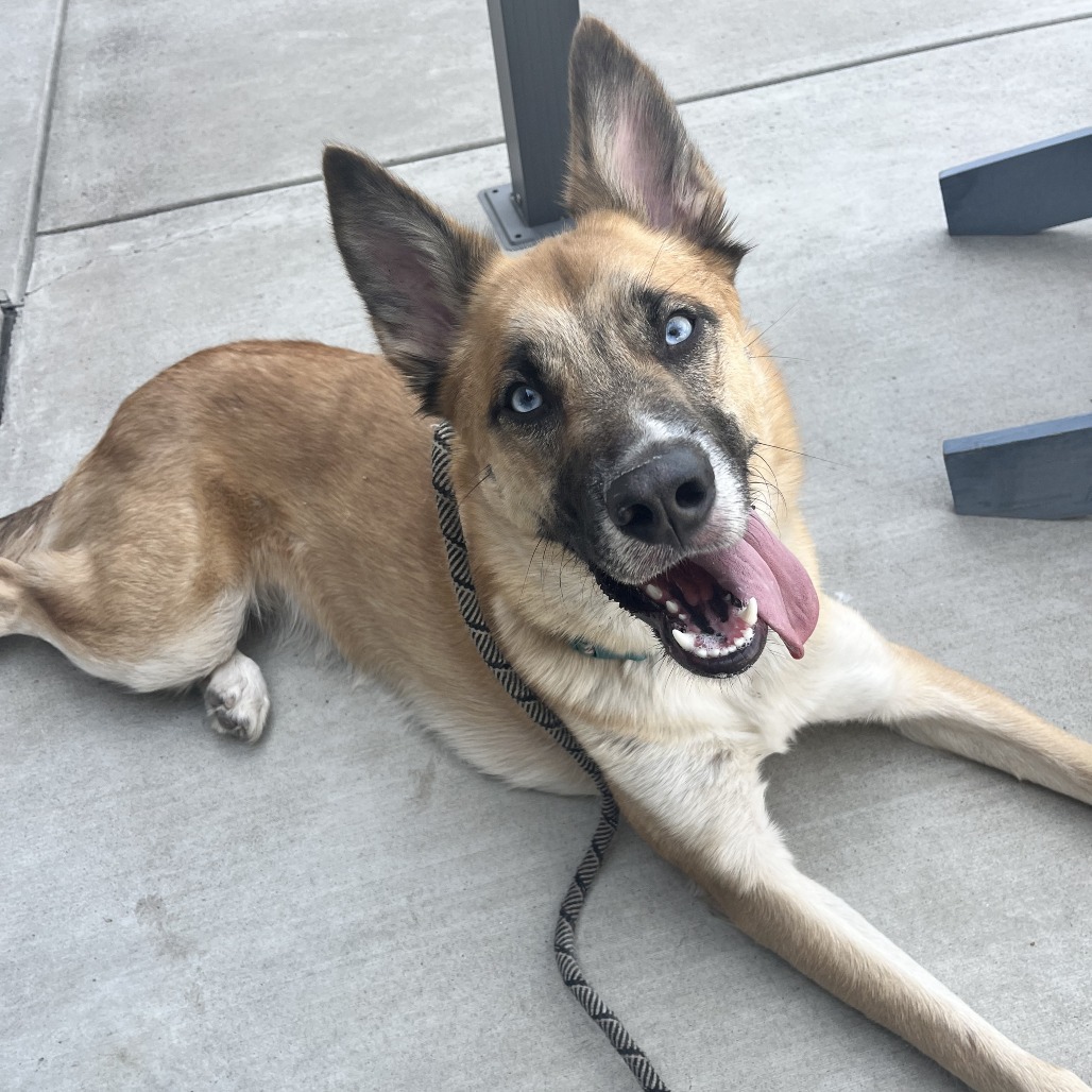 Lucy, an adoptable Shepherd, Mixed Breed in Spokane, WA, 99202 | Photo Image 1