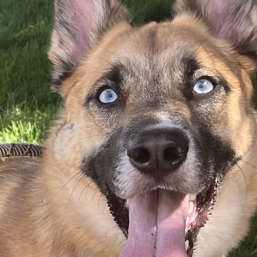 Lucy, an adoptable Shepherd, Mixed Breed in Spokane, WA, 99202 | Photo Image 2