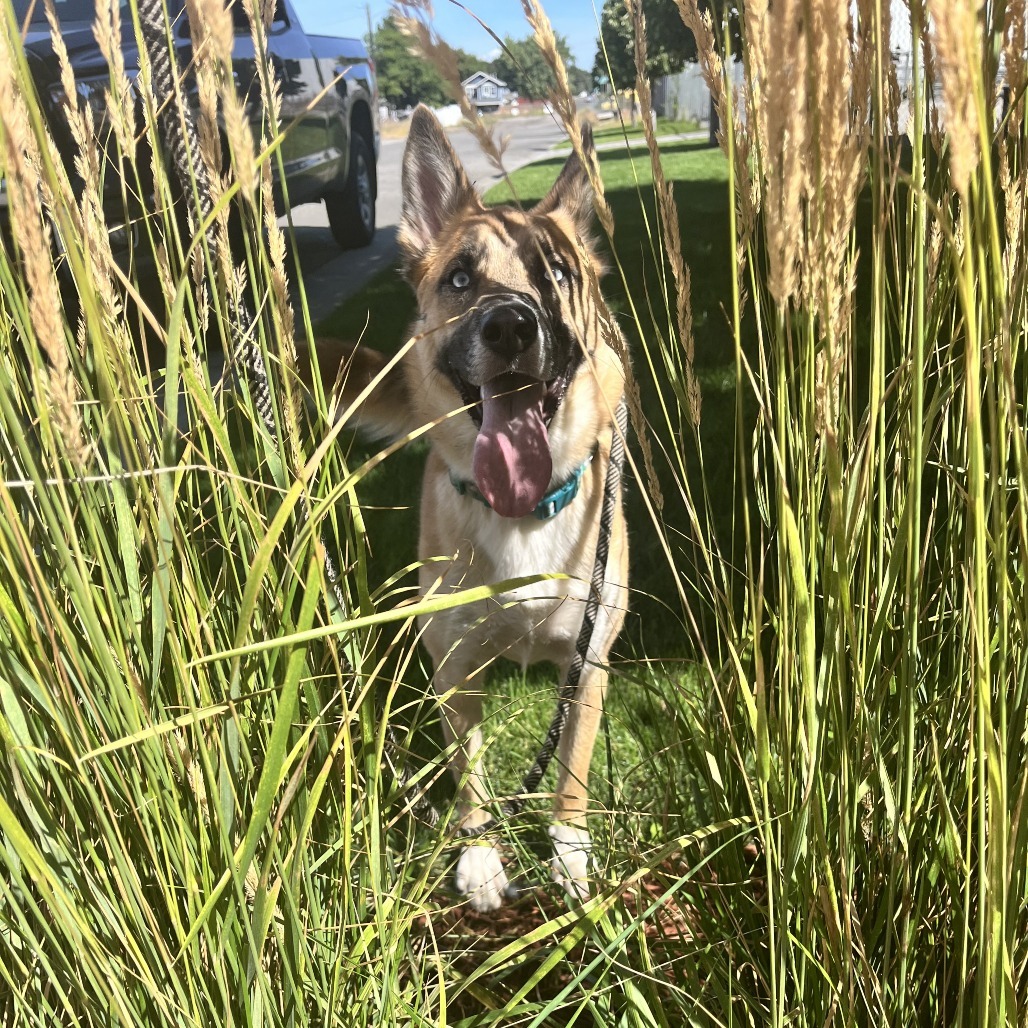 Lucy, an adoptable Shepherd, Mixed Breed in Spokane, WA, 99202 | Photo Image 3