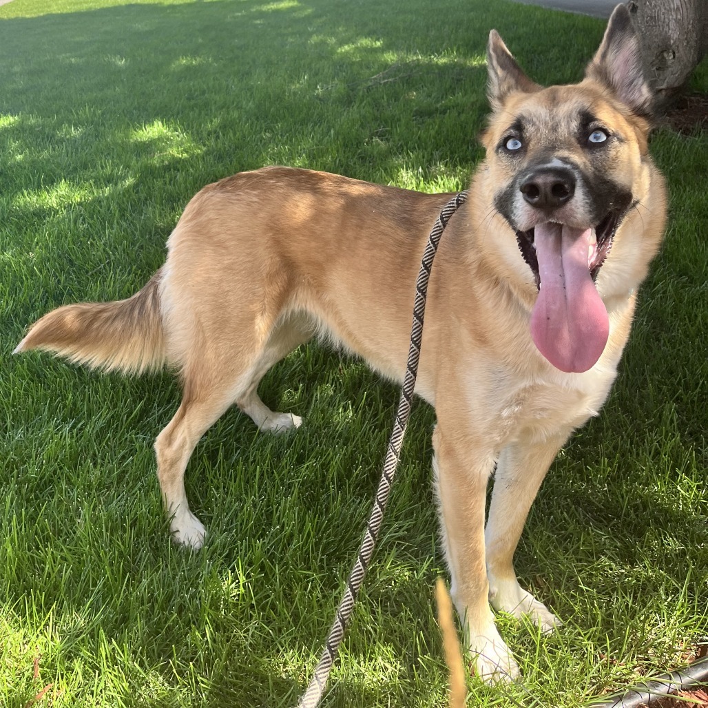 Lucy, an adoptable Shepherd, Mixed Breed in Spokane, WA, 99202 | Photo Image 4