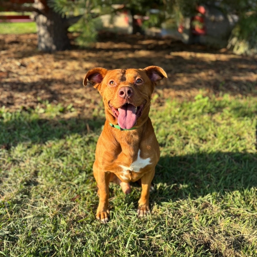 Fireball--In Foster