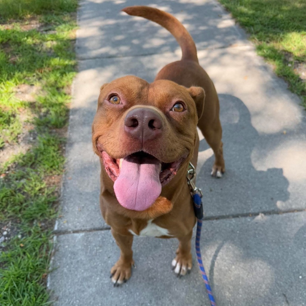 Fireball--In Foster