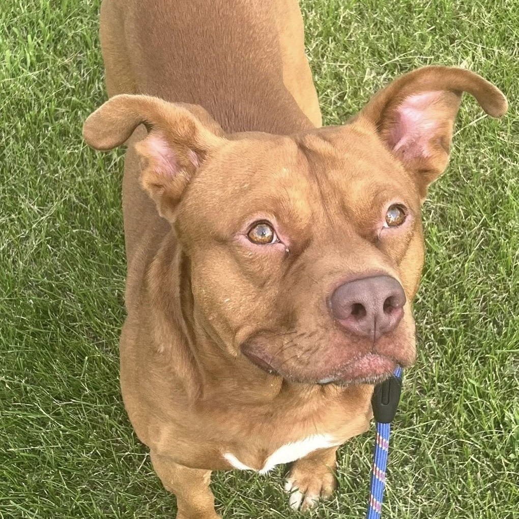 Fireball--In Foster
