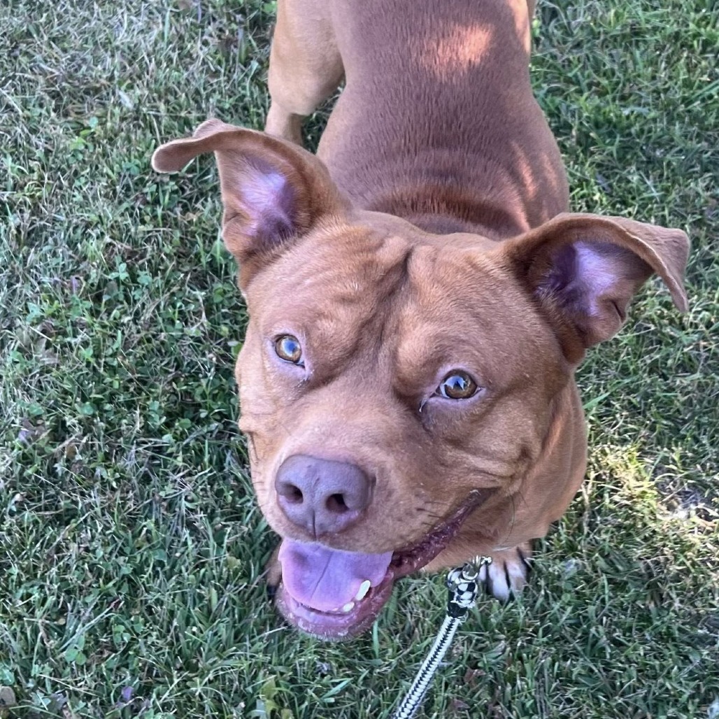 Fireball--In Foster