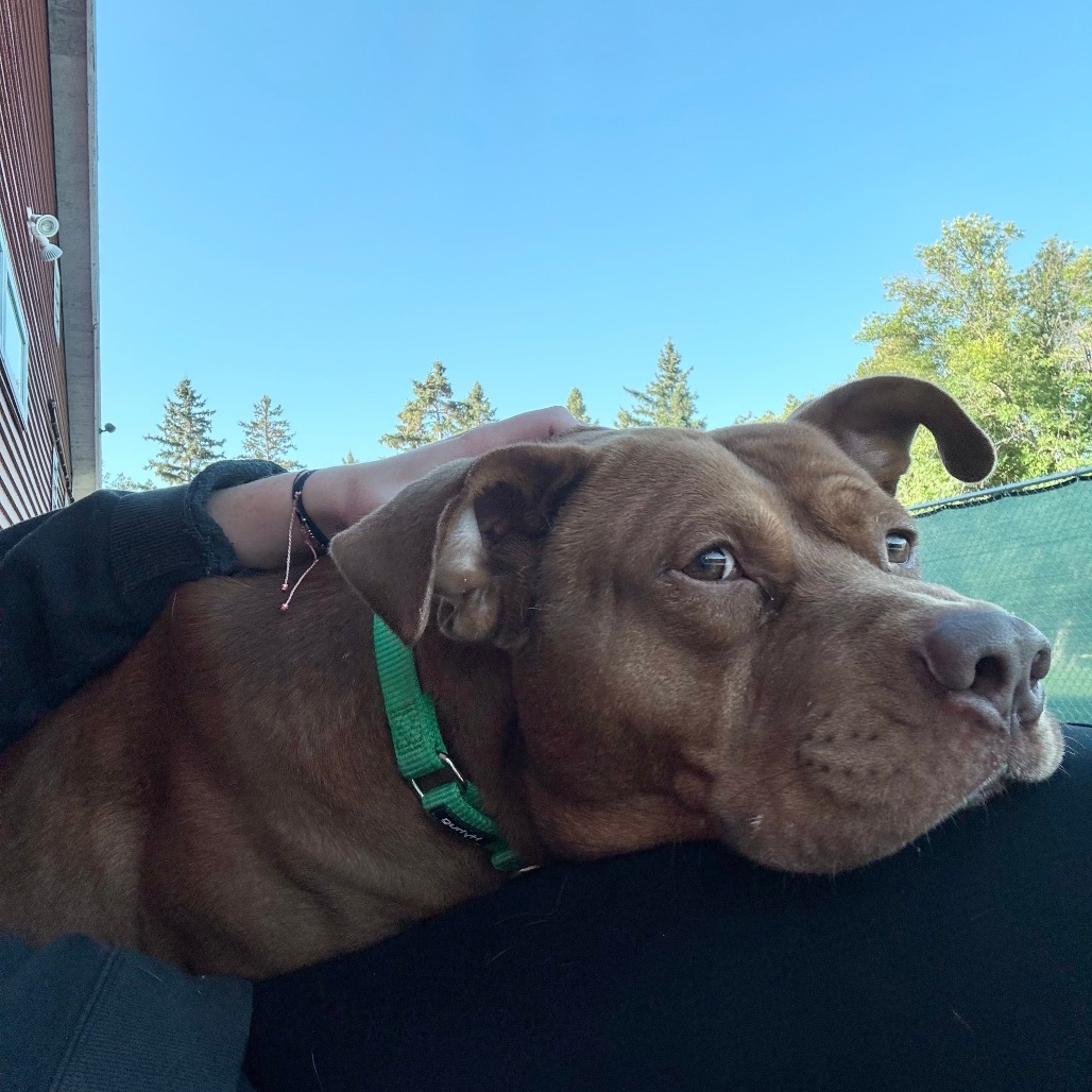 Fireball--In Foster