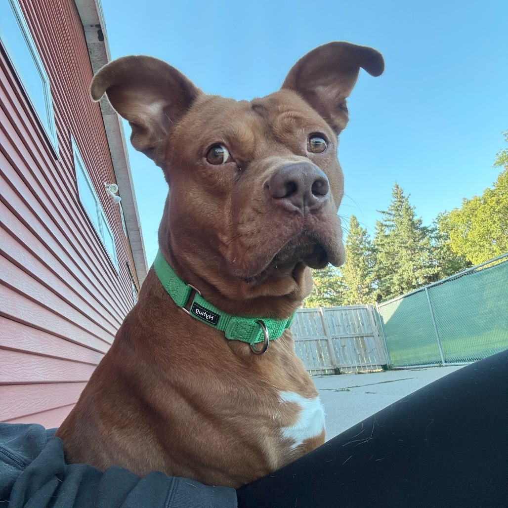 Fireball--In Foster