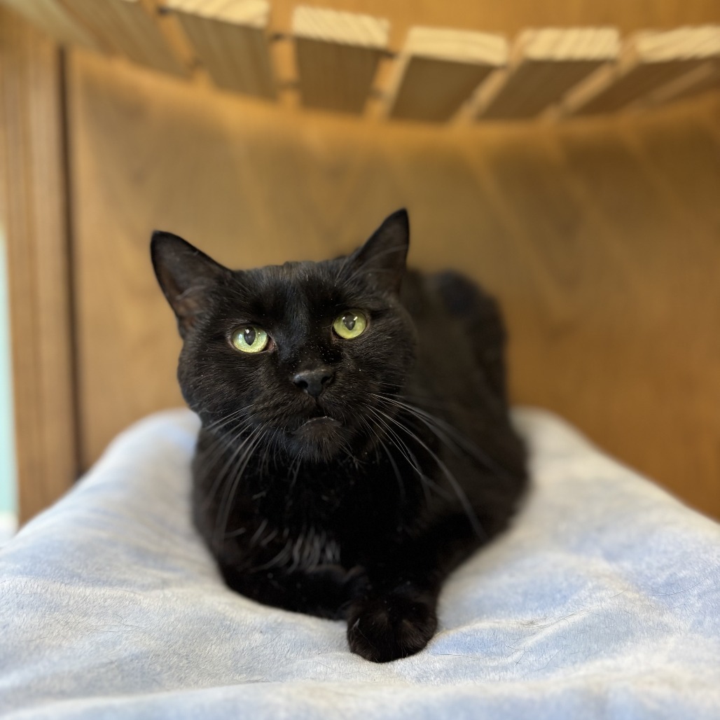 Mack--In Foster, an adoptable Domestic Short Hair in Fargo, ND, 58102 | Photo Image 1