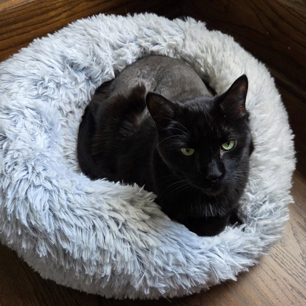 Mack--In Foster, an adoptable Domestic Short Hair in Fargo, ND, 58102 | Photo Image 2