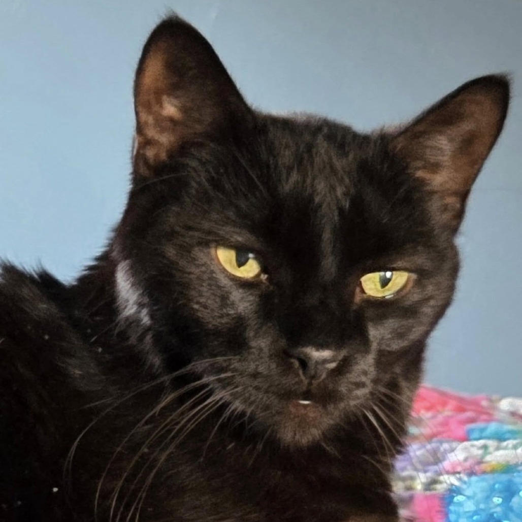 Mack--In Foster, an adoptable Domestic Short Hair in Fargo, ND, 58102 | Photo Image 3