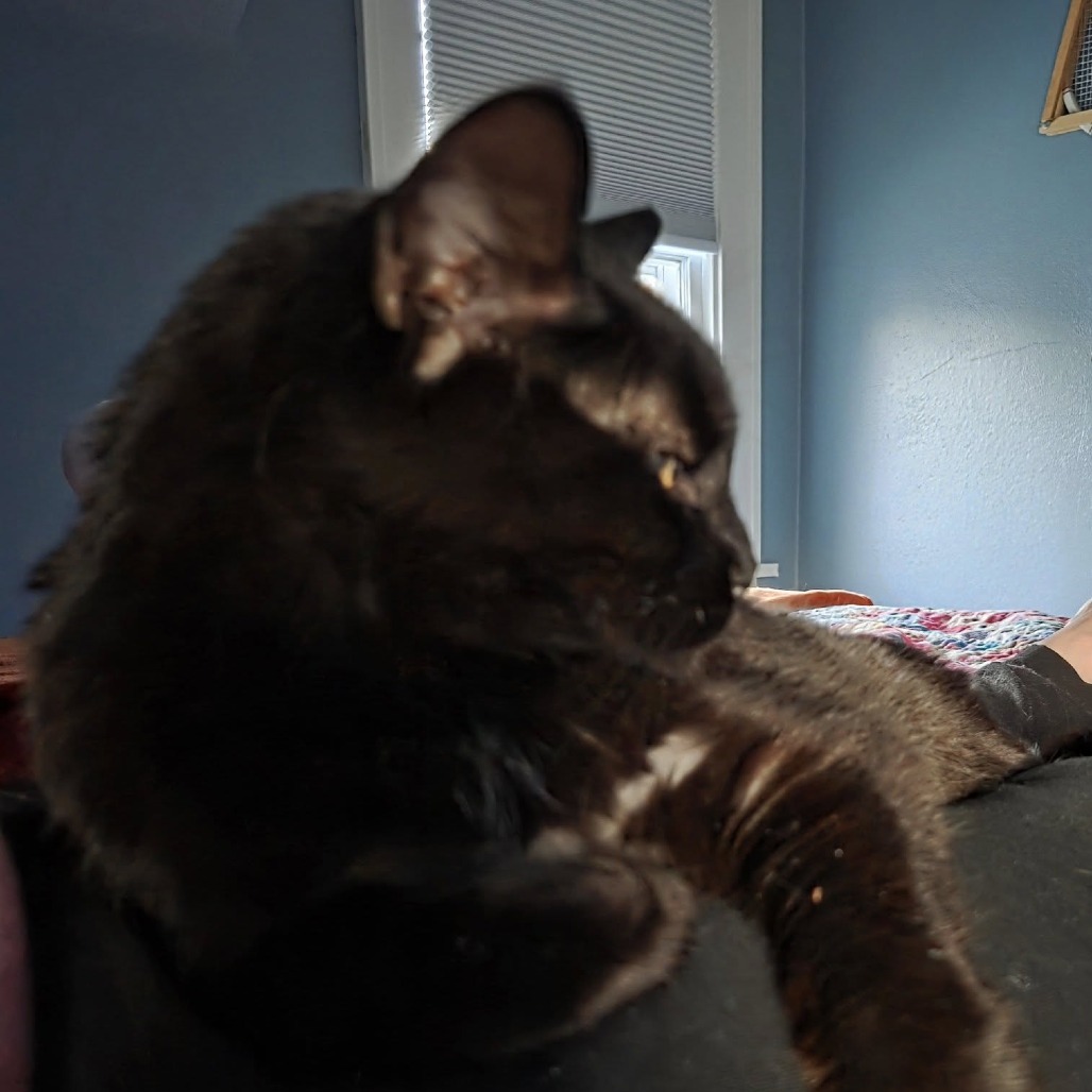 Mack--In Foster, an adoptable Domestic Short Hair in Fargo, ND, 58102 | Photo Image 4