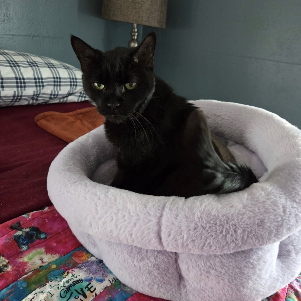 Mack--In Foster, an adoptable Domestic Short Hair in Fargo, ND, 58102 | Photo Image 5