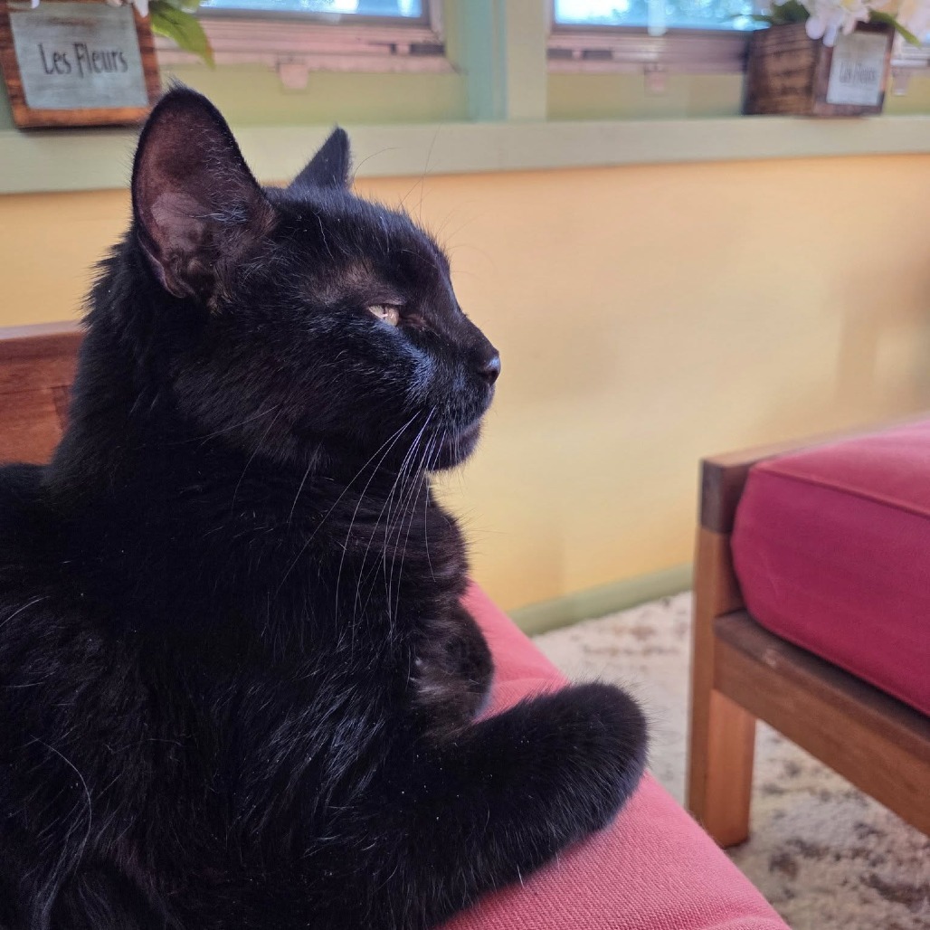 Mack--In Foster, an adoptable Domestic Short Hair in Fargo, ND, 58102 | Photo Image 6