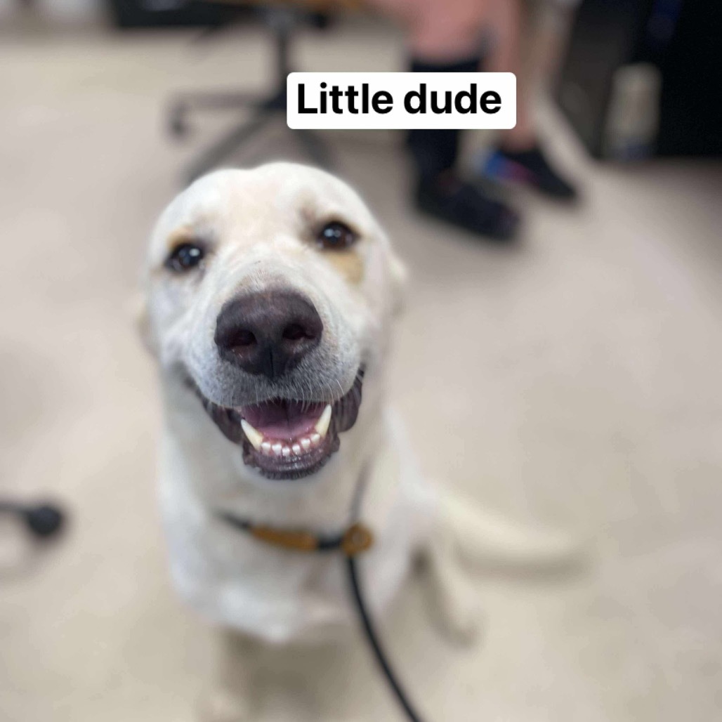 Little Dude
