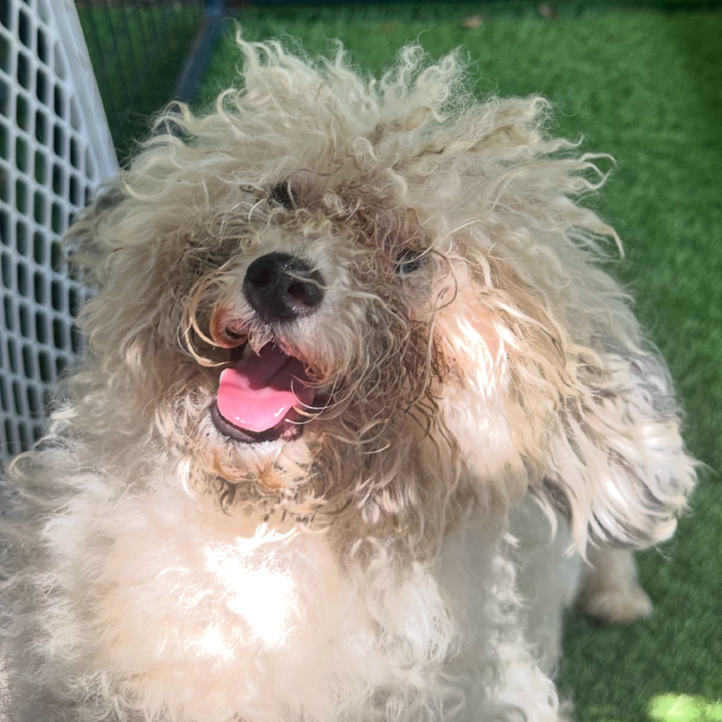 Dustin Henderson, an adoptable Havanese, Poodle in North Port, FL, 34286 | Photo Image 1