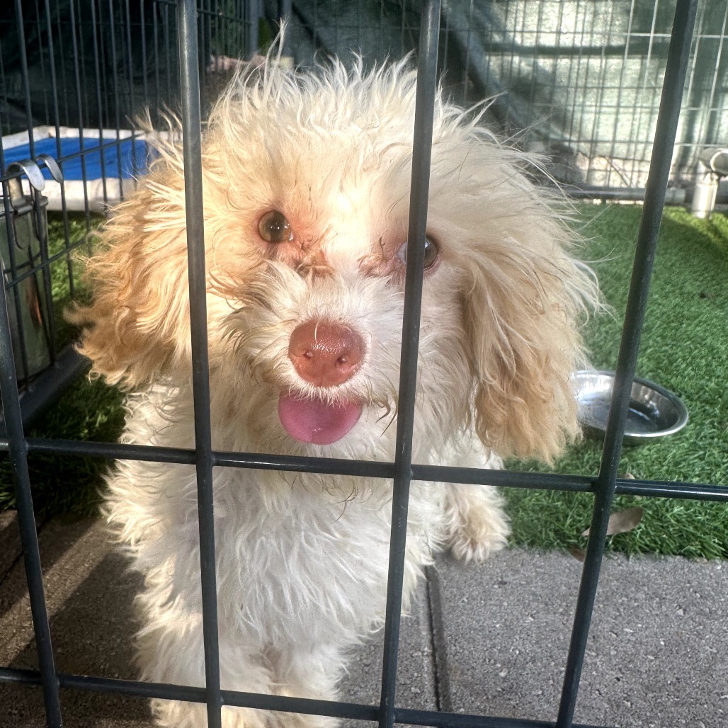 Mike Wheeler, an adoptable Havanese, Poodle in North Port, FL, 34286 | Photo Image 1