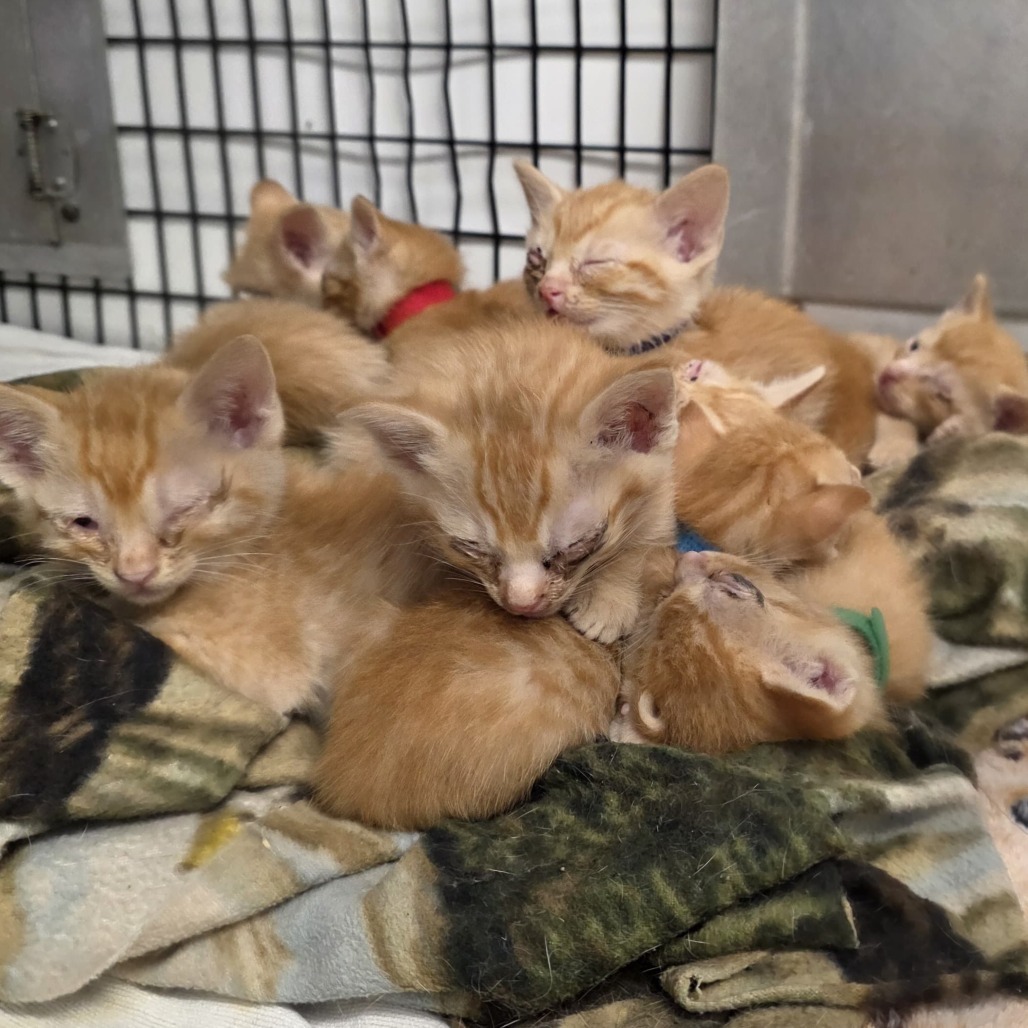 Garfield (blk collar), an adoptable Domestic Short Hair in Kingman, KS, 67068 | Photo Image 1