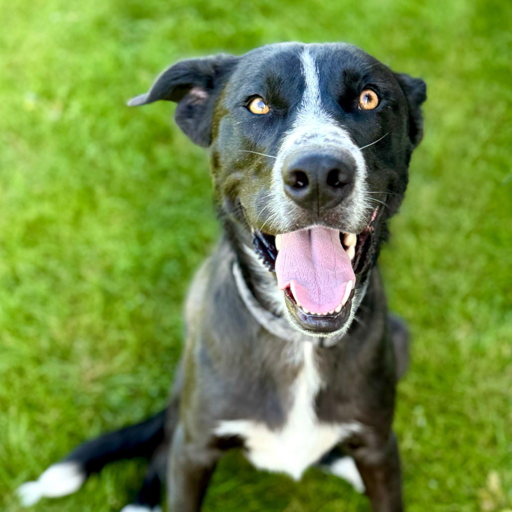 Axel, an adoptable Husky, Black Labrador Retriever in Redwood Falls, MN, 56283 | Photo Image 1