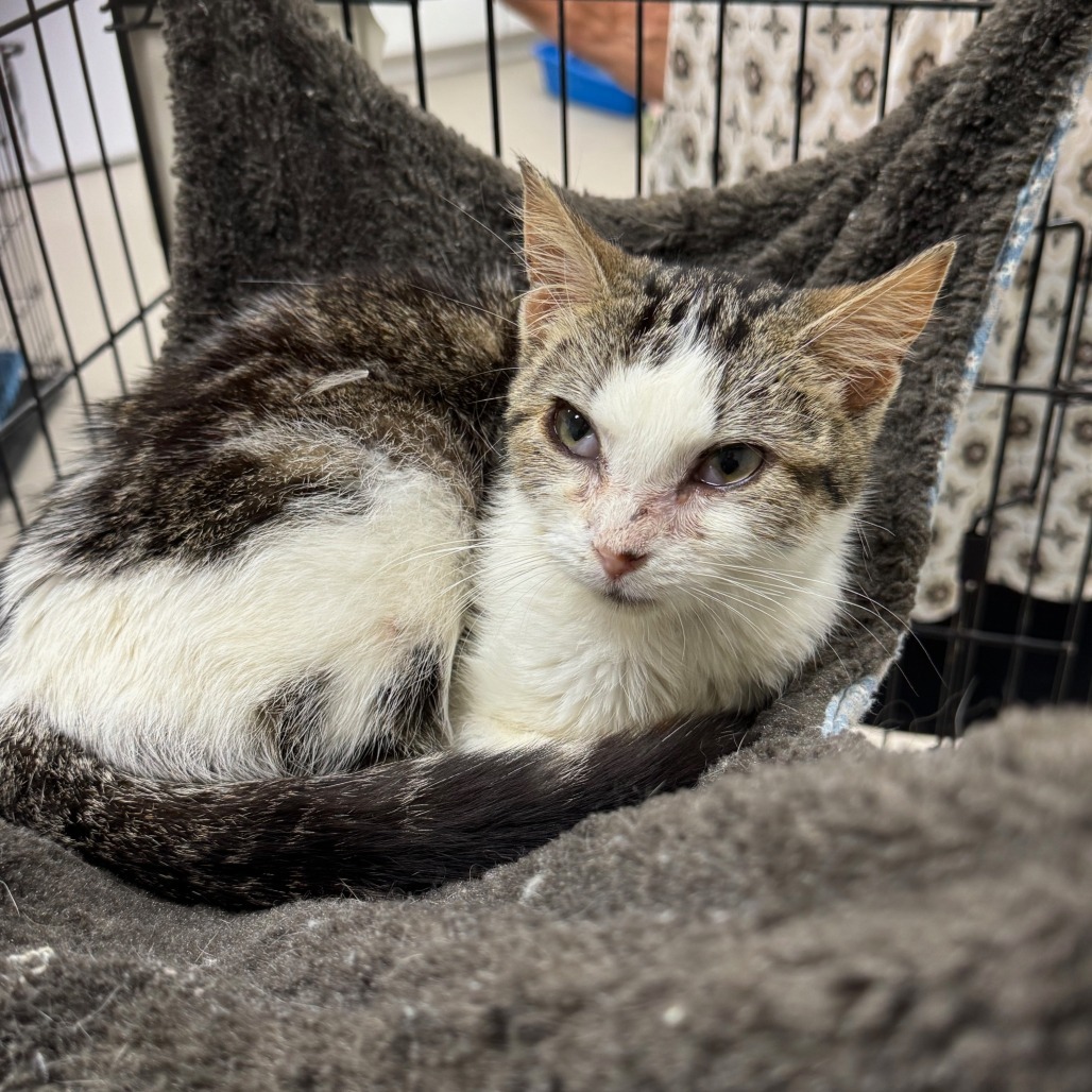 Mitzi, an adoptable Domestic Short Hair in Redwood Falls, MN, 56283 | Photo Image 2