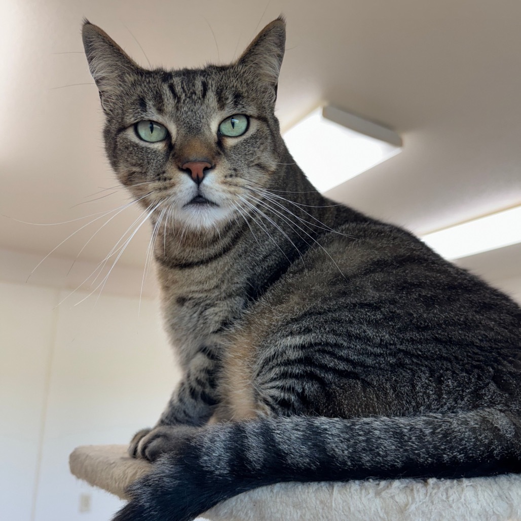 Mocha, an adoptable Domestic Short Hair in Redwood Falls, MN, 56283 | Photo Image 1