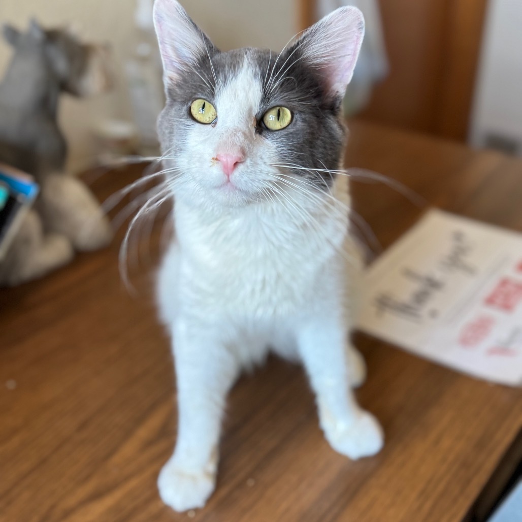 Grayson, an adoptable Domestic Short Hair in Redwood Falls, MN, 56283 | Photo Image 1