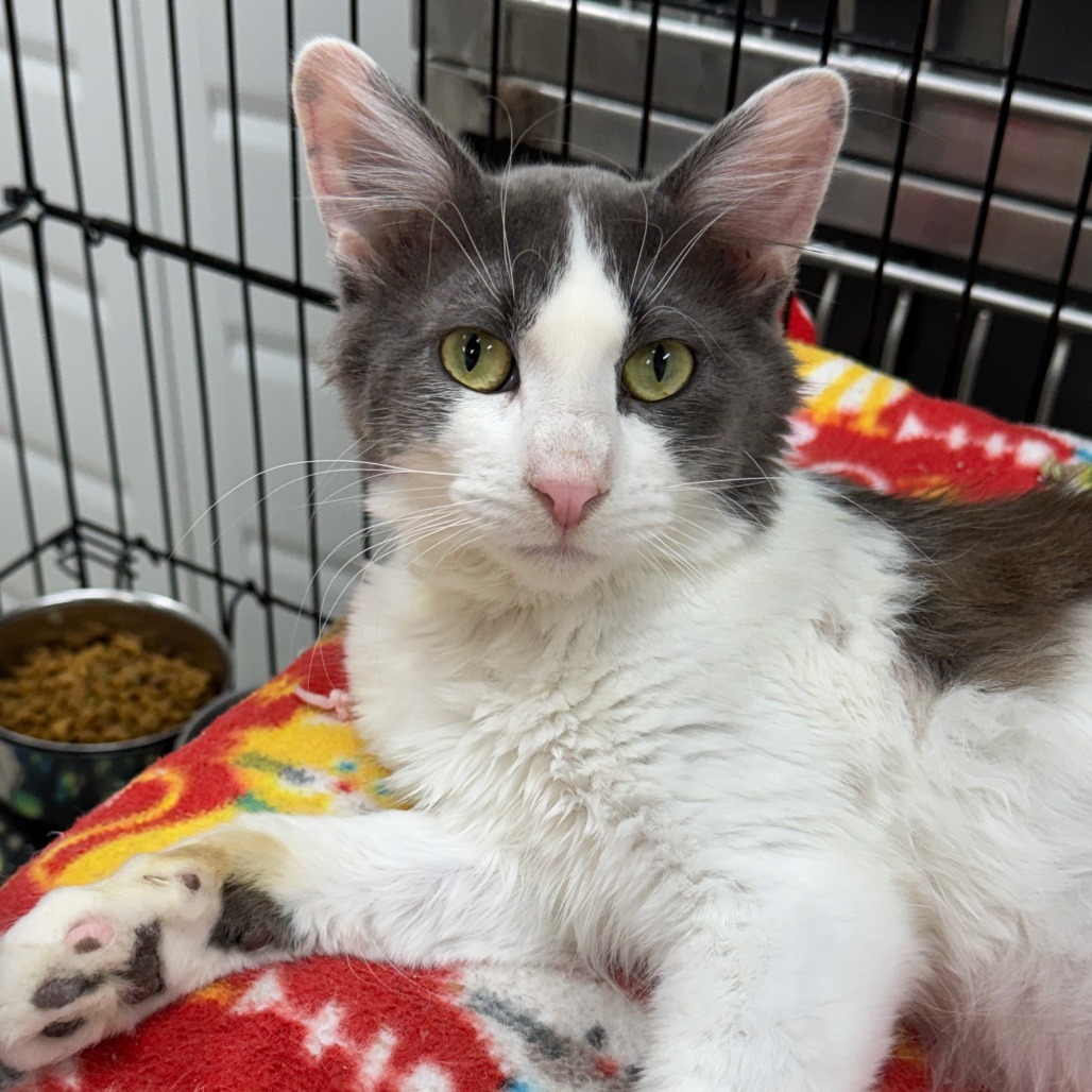 Grayson, an adoptable Domestic Short Hair in Redwood Falls, MN, 56283 | Photo Image 2