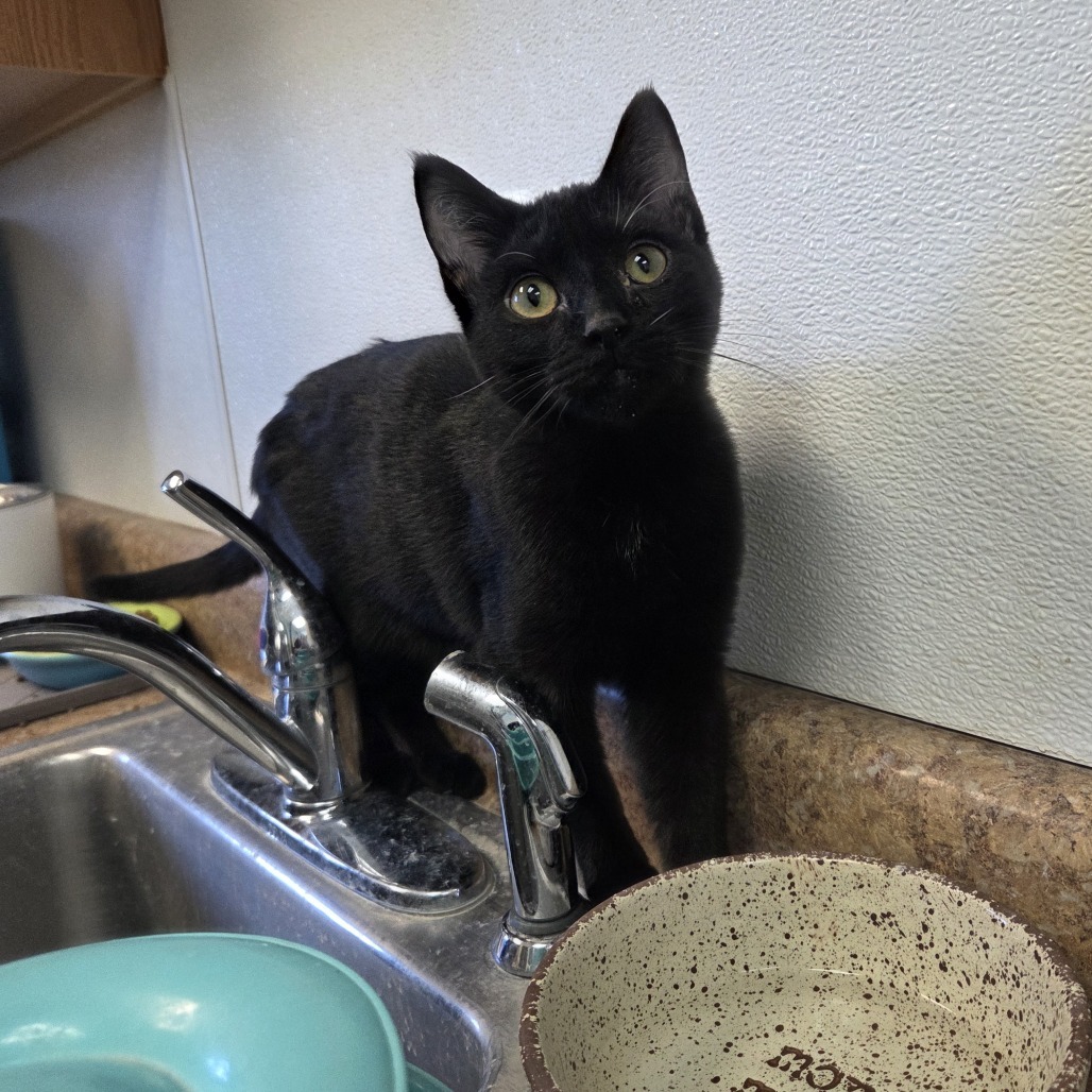 Elvis, an adoptable Domestic Short Hair in Pagosa Springs, CO, 81147 | Photo Image 1