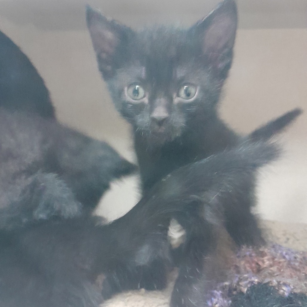 Elvis, an adoptable Domestic Short Hair in Pagosa Springs, CO, 81147 | Photo Image 2