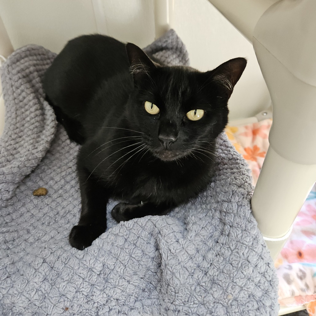 Julianne, an adoptable Domestic Short Hair in Fort Bragg, CA, 95437 | Photo Image 1