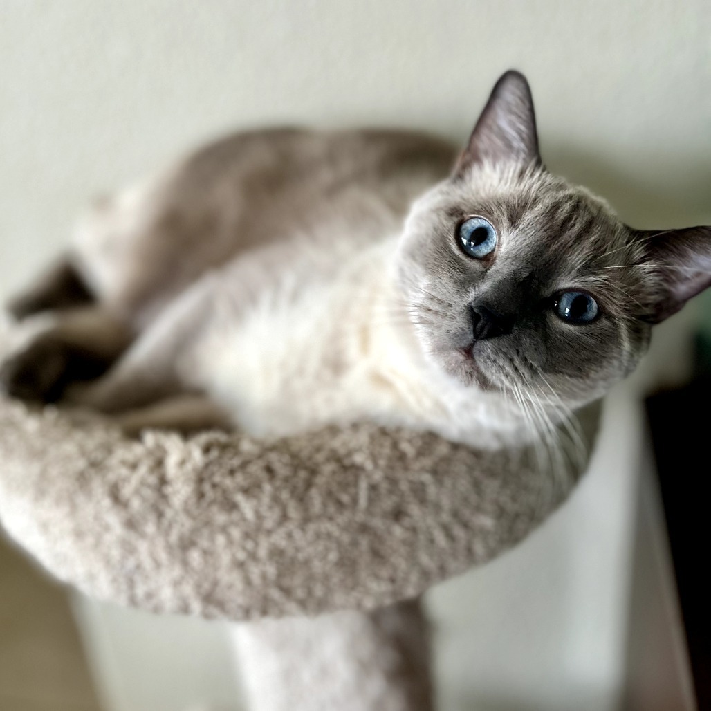 Pete