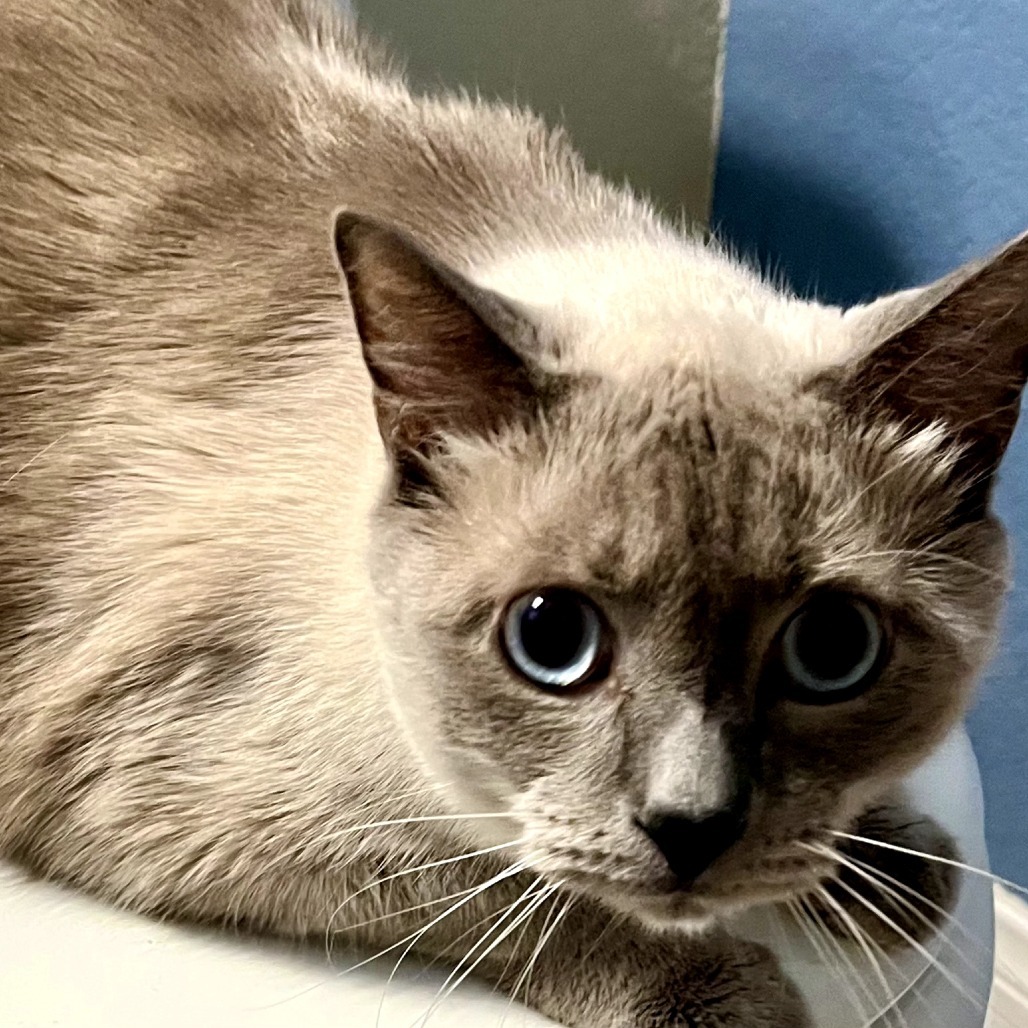 Pete, an adoptable Siamese in Las Vegas, NV, 89146 | Photo Image 2
