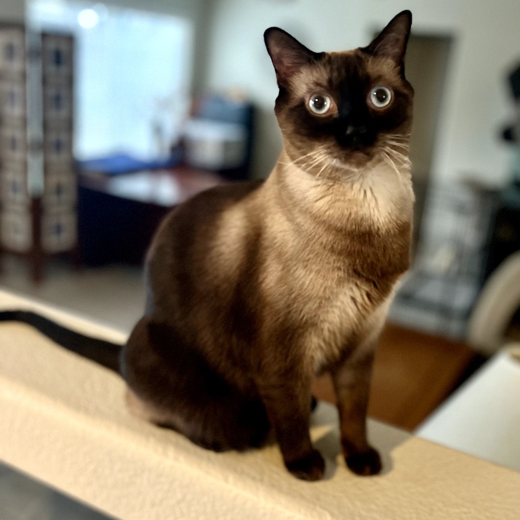 Bossy, an adoptable Siamese in Las Vegas, NV, 89146 | Photo Image 1