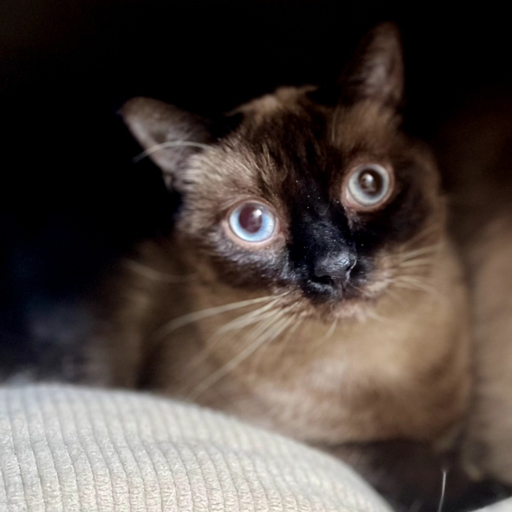 Bossy, an adoptable Siamese in Las Vegas, NV, 89146 | Photo Image 2