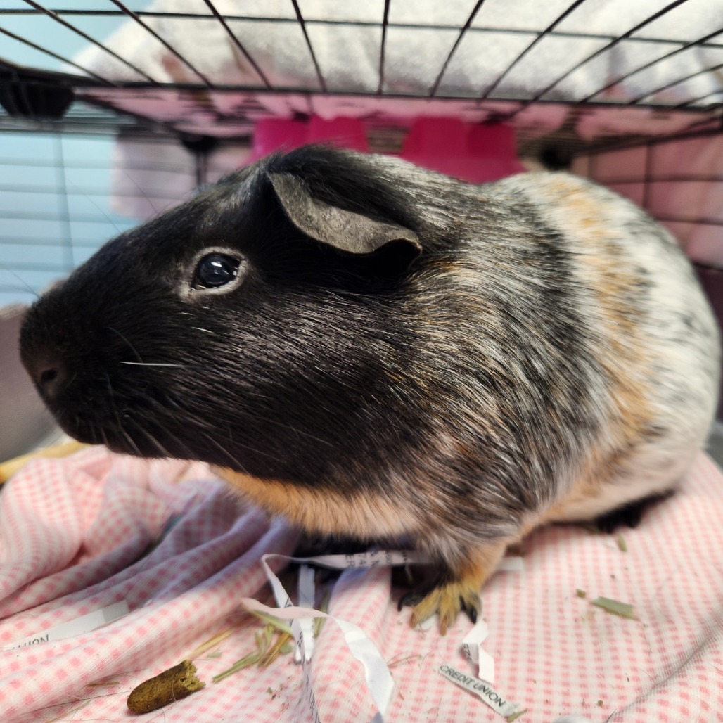 Pebbles