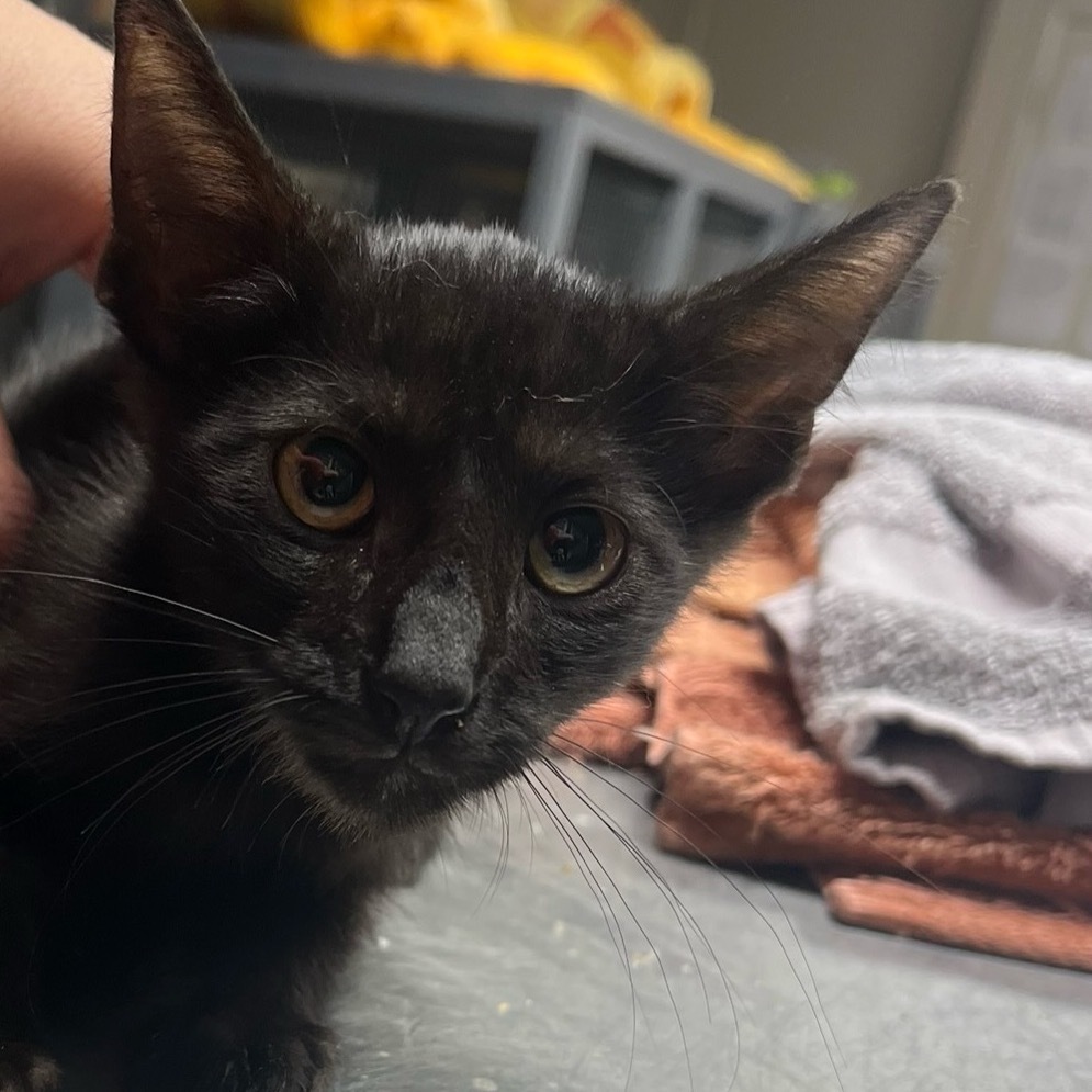 Beast, an adoptable Domestic Short Hair in Midland, TX, 79701 | Photo Image 1