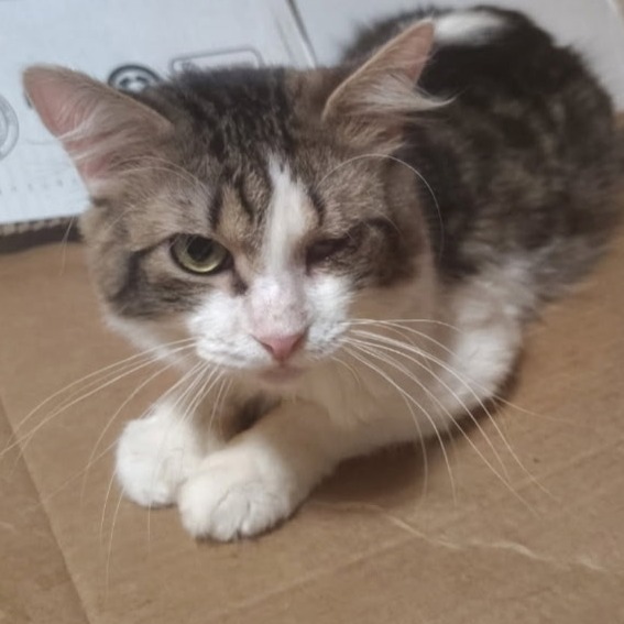 Howard, an adoptable Domestic Short Hair in Midland, TX, 79701 | Photo Image 1