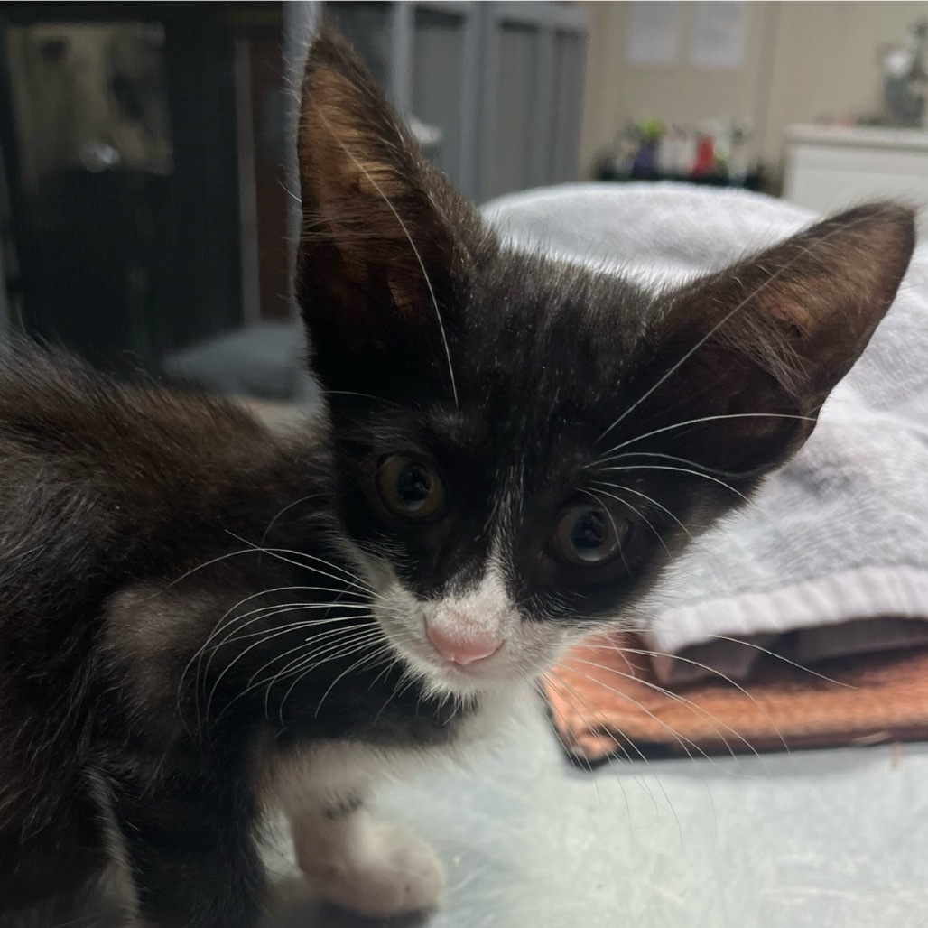 John Smith, an adoptable Domestic Short Hair in Midland, TX, 79701 | Photo Image 1