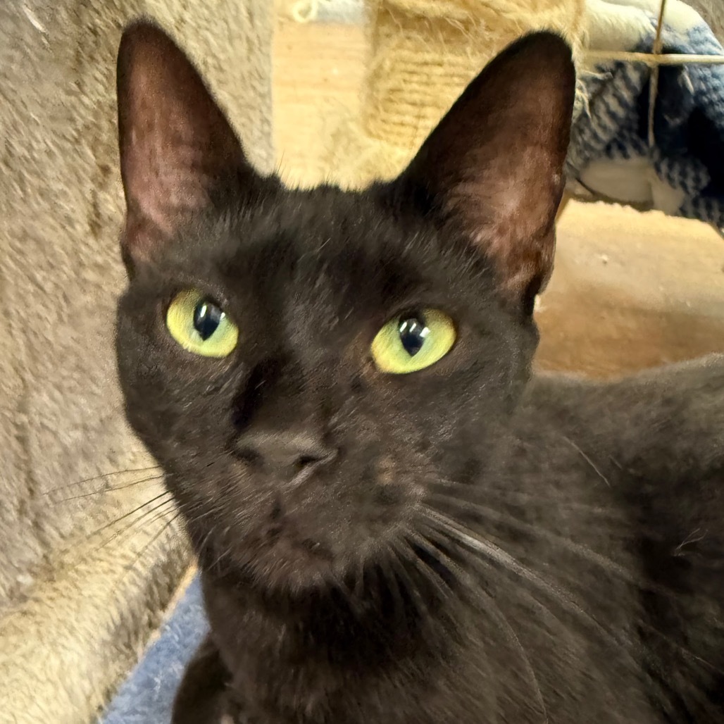 Tomato, an adoptable Domestic Short Hair in Midland, TX, 79701 | Photo Image 1