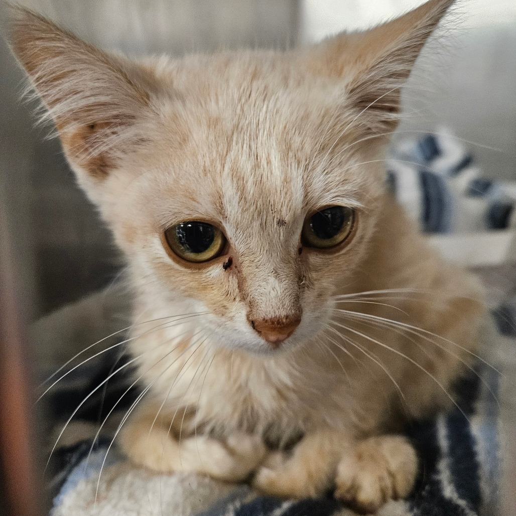 Tarzan, an adoptable Domestic Short Hair in Midland, TX, 79701 | Photo Image 1