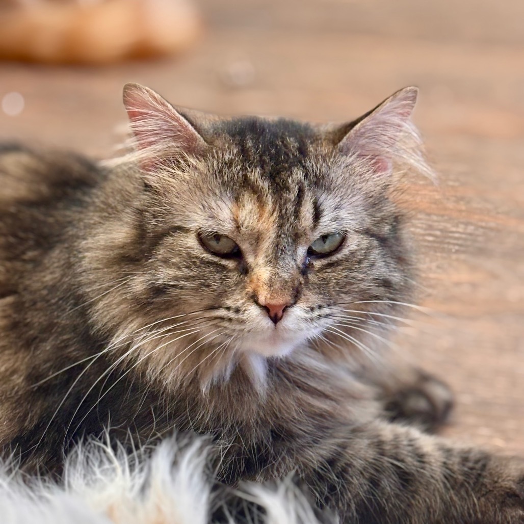 Linda, an adoptable Domestic Medium Hair in Midland, TX, 79701 | Photo Image 1