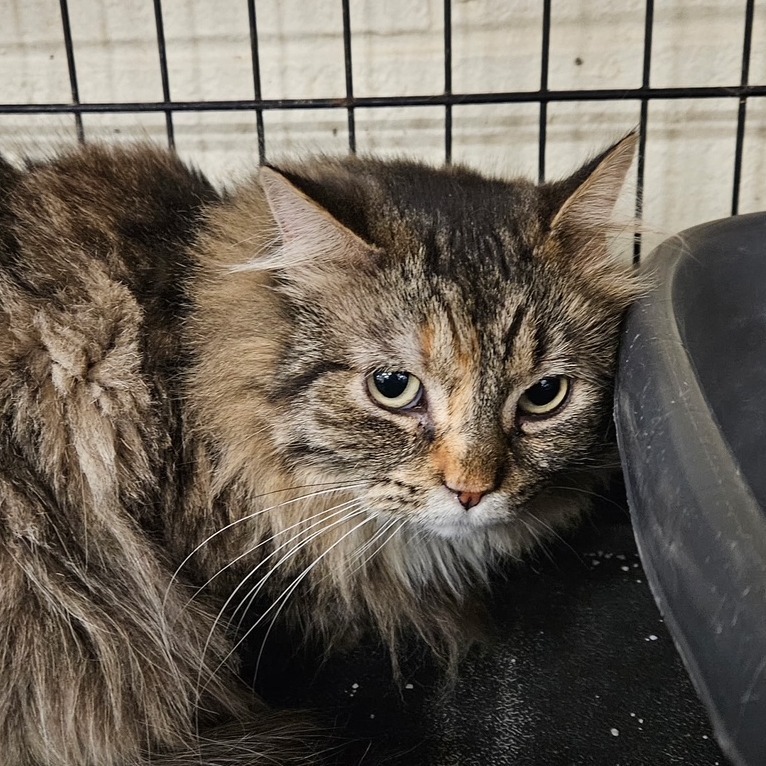 Linda, an adoptable Domestic Medium Hair in Midland, TX, 79701 | Photo Image 2