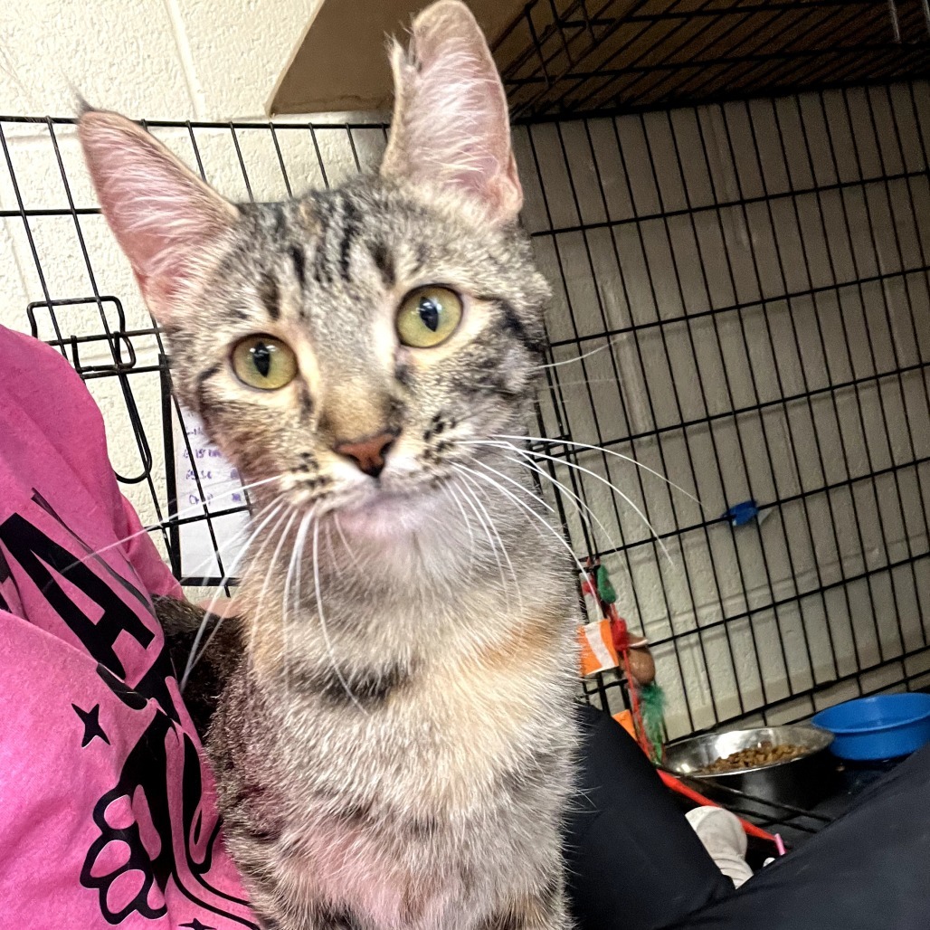 Moana, an adoptable Domestic Short Hair in Midland, TX, 79701 | Photo Image 1