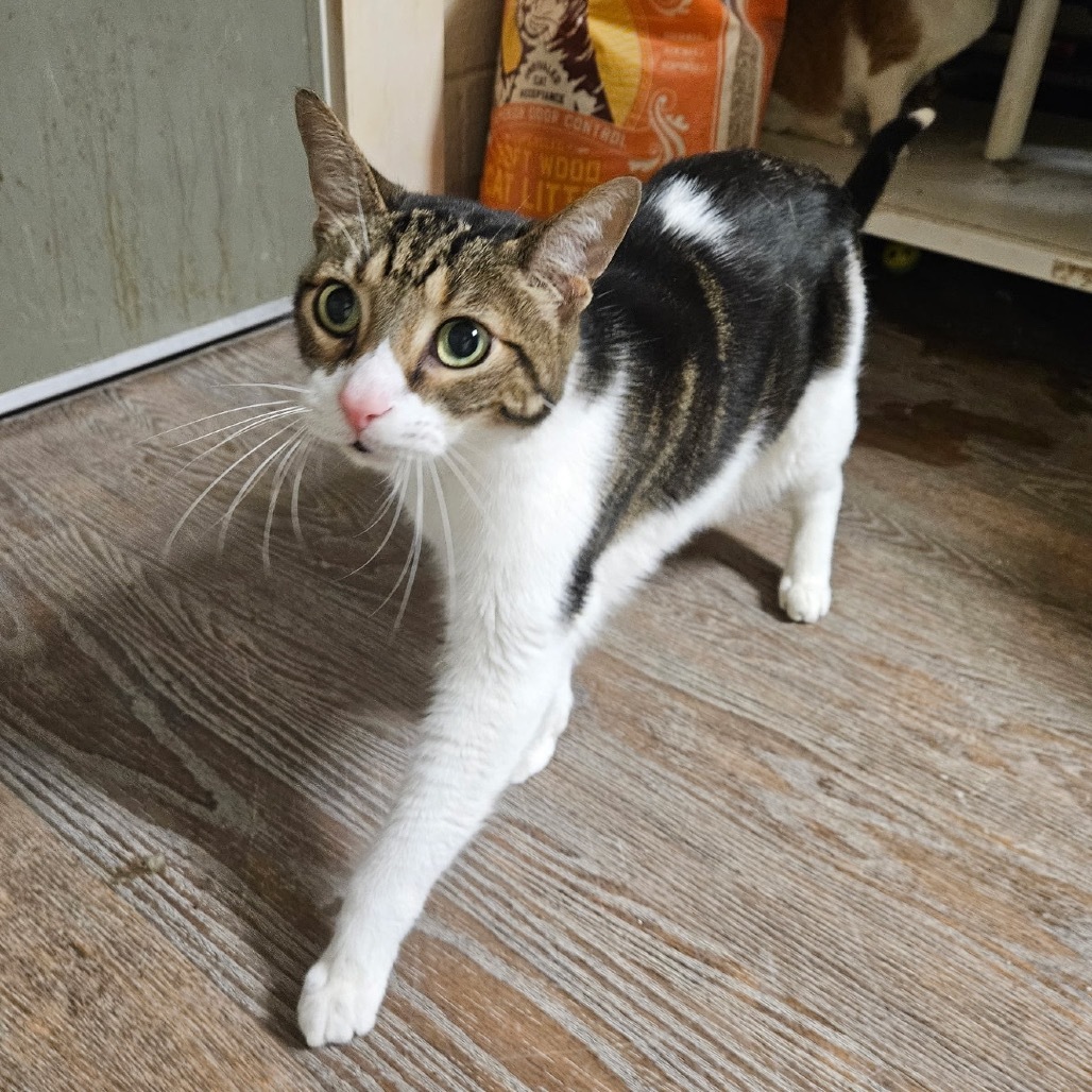 Cricket, an adoptable Domestic Short Hair in Midland, TX, 79701 | Photo Image 1