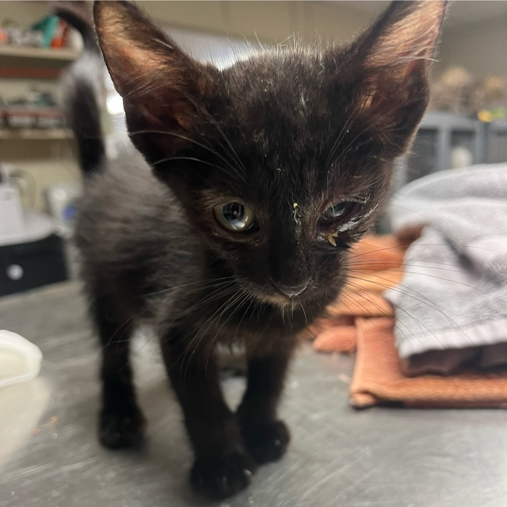 Ariel, an adoptable Domestic Short Hair in Midland, TX, 79701 | Photo Image 2