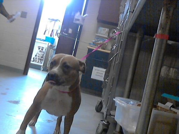 Shiloh