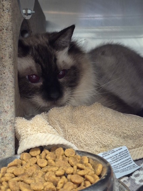 KIKI, an adoptable Himalayan in Rancho Cucamonga, CA, 91730 | Photo Image 1