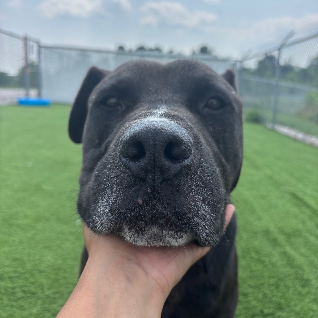 Bruno: Regal Resident, adoption fee waived!